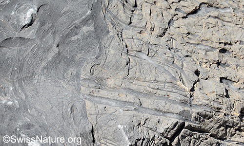 Adern aus Calcit mit bis zu 1cm Breite in einem verwitterten Kalkstein.