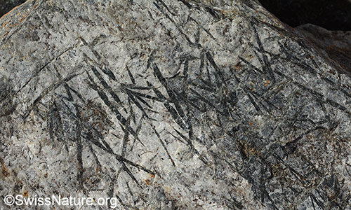 Schieferungsfläche eines Hornblende-Garben-Schiefer.