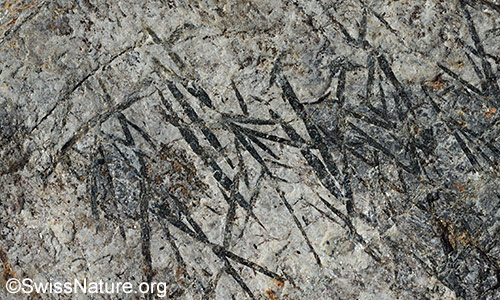 Schieferungsfläche eines Hornblende-Garben-Schiefer.