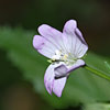 Lebensraum: Mischwald