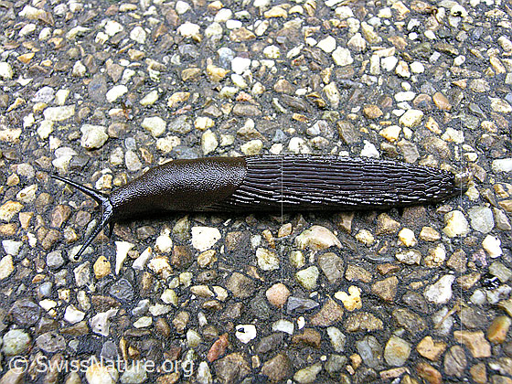 Foto: Rote Wegschnecke oder Schwarze Wegschnecke, Ansicht von oben.
Lat.: Arion rufus oder Arion ater
Familie: Arionidae (Wegschnecken)