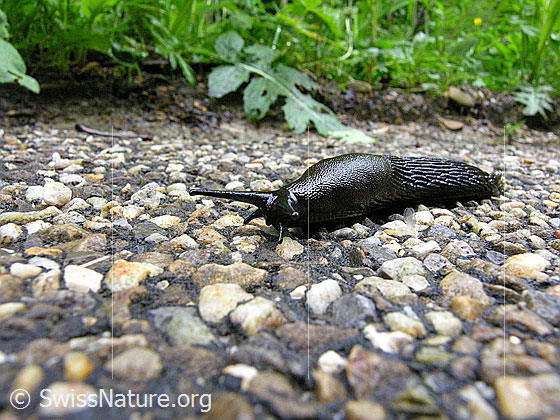 Foto: Rote Wegschnecke oder Schwarze Wegschnecke am Strassenrand.
Lat.: Arion rufus oder Arion ater
Familie: Arionidae (Wegschnecken)