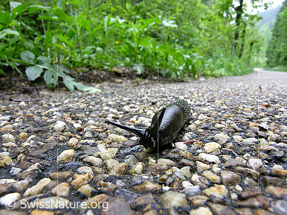 Foto: Rote Wegschnecke oder Schwarze Wegschnecke unterwegs auf einer Nebenstrasse (Ansicht von vorne).
Lat.: Arion rufus oder Arion ater
Familie: Arionidae (Wegschnecken)
