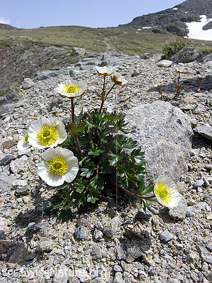 Foto: Gletscher-Hahnenfuss
Lat.: Ranunculus glacialis
Familie: Ranunculaceae (Hahnenfussgewächse)