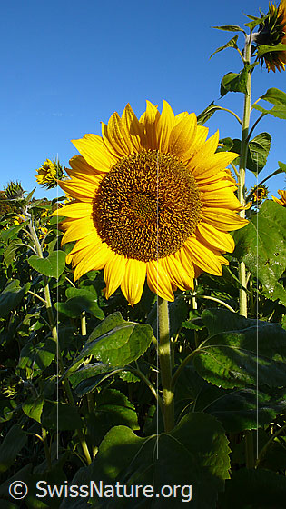 Foto: Einjährige Sonnenblume, Blüte, Stengel und Blätter.
Lat.: Helianthus annuus
Familie: Asteraceae
