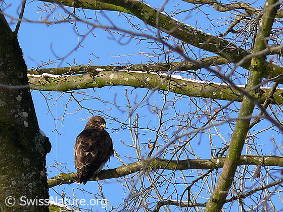 Foto: Mäusebussard auf Ast sitzend.
Lat.: Buteo buteo
Familie: Greifvögel