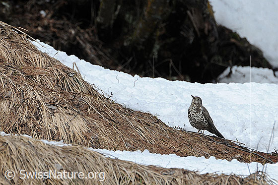 Foto: Misteldrossel am Rand eines Schneefelds auf Nahrung lauernd.
Lat.: Turdus viscivorus
Familie: Singvögel