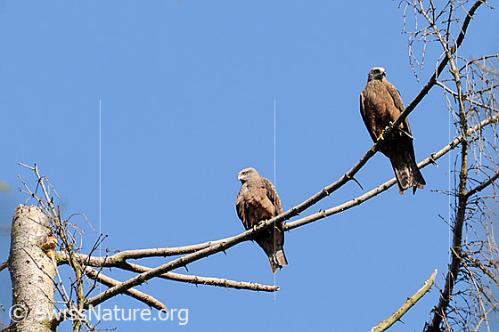 Foto: Raubvögel auf einem Ast sitzend.
Rohrweihen
Lat.: Circus aeruginosus
Familie: Greifvögel