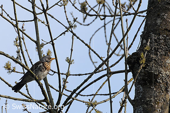 Foto: Wacholderdrossel
Lat.: Turdus pilaris
Familie: Singvögel