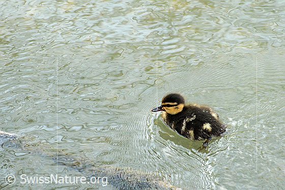 Foto: Junge Stockente (Anas platyrhynchos)
Lat.: Anas platyrhynchos
Familie: Wasservögel