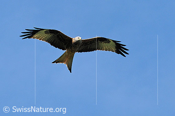 Fliegender Vogel