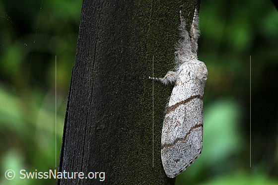 Buchen-Streckfuss (Calliteara pudibunda)