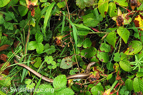 Foto: Blindschleiche (Anguis fragilis) schlängelt sich durch die grünen Blätter der dichten Bodenvegetation.