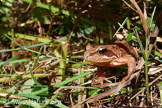 Foto: Grasfrosch (Rana temporaria). Jungtier.