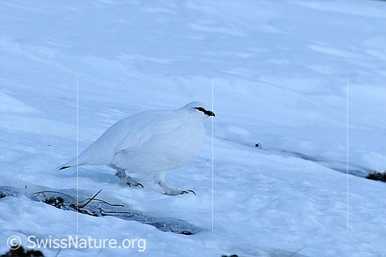 Foto: Schneehuhn unterwegs auf Schneefeld. Das Alpentier ist mit seinem Winterkleid bestens getarnt und kaum von der Schneefläche zu unterscheiden.
Alpenschneehuhn
Lat.: Lagopus mutus 
Familie: Hühnervögel