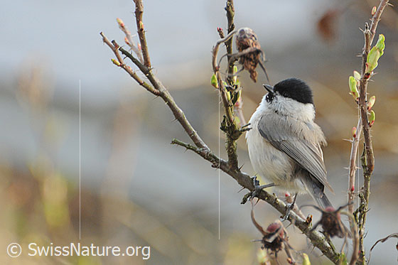 Marsh Tit (Poecile palustris)