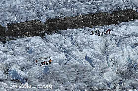Foto: Alpinisten neben der Mittelmoräne des Aletschgletschers. Zwei Seilschaften sind in einer Spaltenzone auf dem ausgeaperten Gletscher unterwegs.
