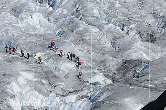 Foto: Gletscherwanderung auf dem Aletschgletscher.
Zwei Seilschaften befinden sich in einer Spaltenzone des ausgeaperten Gletschers.