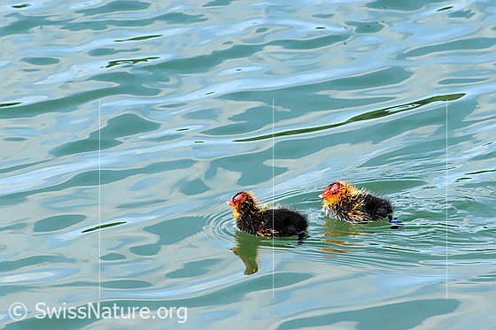 Foto: Blässhühner (Kücken) beim Schwimmen.
Lat.: Fulica atra
Familie: Wasservögel