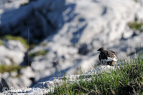 Foto: Alpenschneehuhn auf Kalkfelsen. Das Schneehuhn trägt das Sommergefieder.
Lat.: Lagopus mutus 
Familie: Hühnervögel