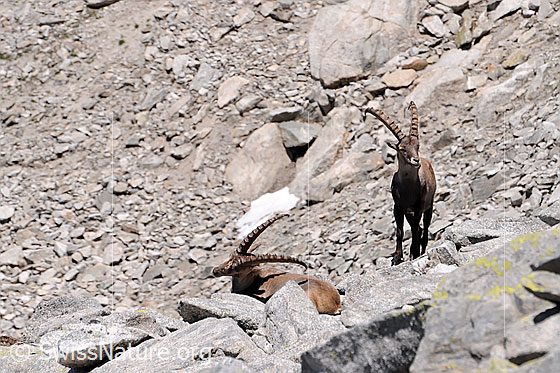 Foto: Steinwild: Steinböcke in einer Geröllhalde. Der liegende Steinbock kratzt sich mit den mächtigen Hörnern.
Lat.: Capra ibex