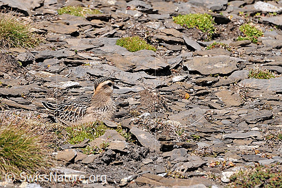 Photo: Eudromias morinellus well camouflaged sitting on stony ground