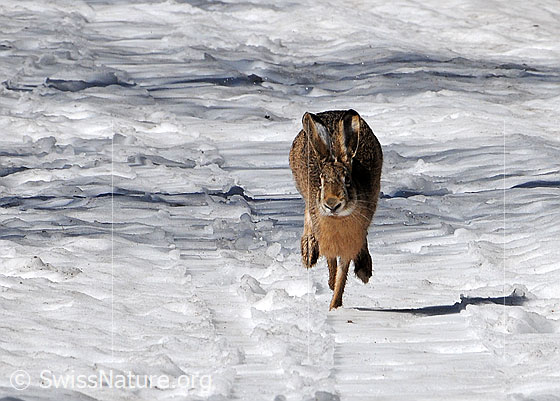 Foto: Rennender Hase (Feldhase) auf schneebedecktem Weg.
Lat.: Lepus europaeus
Familie: Leporidae (Hasen)