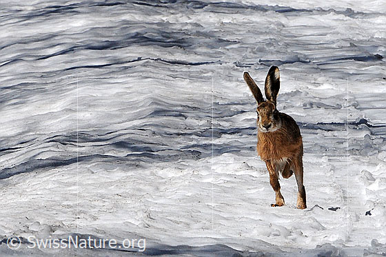 Foto: Rennender Feldhase (Lepus europaeus) auf schneebedecktem Weg.
Lat.: Lepus europaeus
Familie: Leporidae (Hasen)
Gattung: Lepus