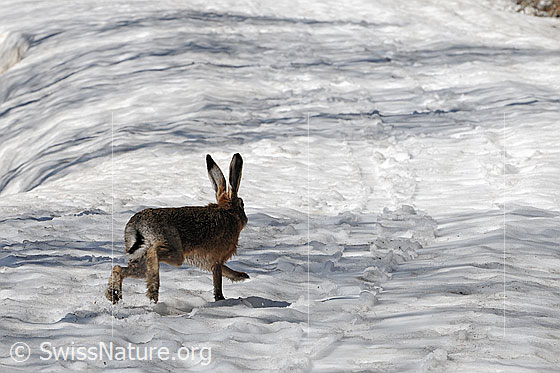Foto: Hase (Feldhase) im Schnee unterwegs.
Lat.: Lepus europaeus
Familie: Leporidae (Hasen)