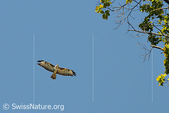 Foto: Flugbild eines Bussard
Mäusebussard
Lat.: Buteo buteo
Familie: Greifvögel