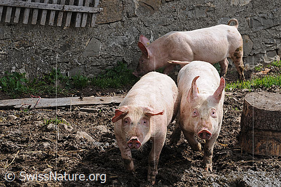 Foto: Hausschweine (Sus scrofa domesticus) 
Lat.: Sus scrofa domesticus
Familie: Suidae (Echte Schweine)
Gattung: Sus
Art: Wildschwein
Unterart: Hausschwein