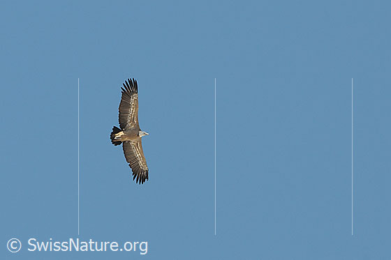 Gänsegeier (Gyps fulvus)