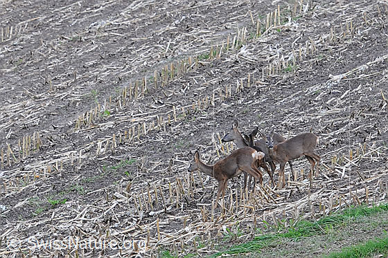 Foto: Rehe auf einem abgeernteten Acker
Lat.: Capreolus capreolus 
Familie: Cervidae