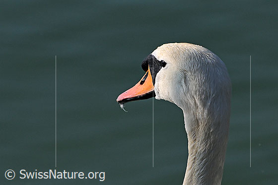 Foto: Kopf eines Schwans, Höckerschwan (Cygnus olor)
Lat.: Cygnus olor 
Familie: Anatidae (Entenvögel)