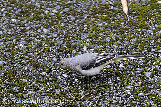 Foto: Bergstelze (Motacilla cinerea) auf Nahrungssuche. Der Sperlingsvogel wird auch Gebirgsstelze genannt.
Umgebung: Naturnaher Boden neben Wildblumenwiese. 1530m ü.M.
Lat.: Motacilla cinerea
Familie: Motacillidae (Stelzen und Pieper)
Unterordnung: Passeriformes (Sperlingsvögel)