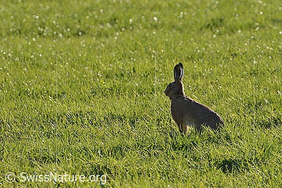 Foto: In Wiese sitzender Feldhase.
Lat.: Lepus europaeus
Familie: Leporidae (Hasen)