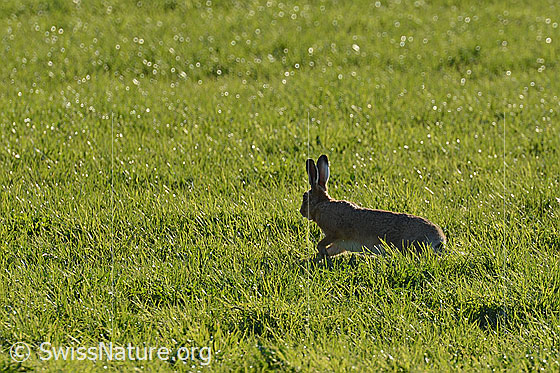 Foto: Durch Wiese streifender Feldhase.
Lat.: Lepus europaeus
Familie: Leporidae (Hasen)