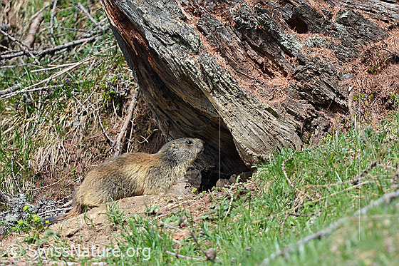 Foto: Murmeltier am Eingang seines Baus, welcher sich am Fuss einer Lärche befindet.
Lat.: Marmota