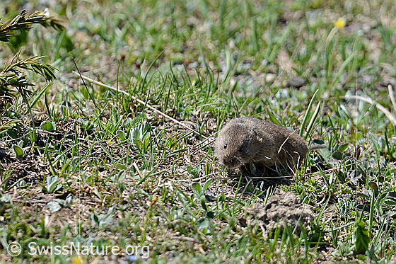 Foto: Feldmaus (Microtus arvalis) rennt über eine Wiese
Umgebung: Alpweide
Lat.: Microtus arvalis
Familie: Cricetidae (Wühler)
Unterfamilie: Arvicolinae (Wühlmäuse)
Gattung: Microtus (Feldmäuse)