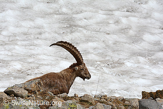 Foto: Ruhender Steinbock.
Lat.: Capra ibex
