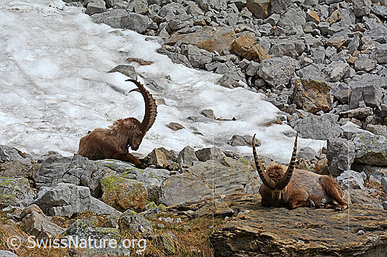 Foto: Ruhende Steinböcke
Lat.: Capra ibex
