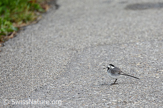 Foto: Bachstelze (Motacilla alba) auf Strasse.
Lat.: Motacilla alba
Familie: Motacillidea (Stelzen und Pieper)
Unterordnung: Passeriformes (Sperlingsvögel)