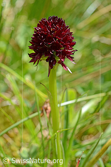 Foto: Schwarzes Männertreu (Nigritella rhellicani). Blütenstand und Stängel. Wird auch Schwarzes Kohlröschen genannt.
Umgebung: Magerrasen.
Lat.: Nigritella nigra
Familie: Orchidaceae (Orchideen)
Gattung: Nigritella (Kohlröschen)