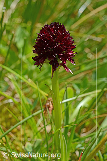 Foto: Schwarzes Männertreu (Nigritella rhellicani). Blütenstand und Stängel. Wird auch Schwarzes Kohlröschen genannt.
Umgebung: Magerrasen.
Lat.: Nigritella nigra
Familie: Orchidaceae (Orchideen)
Gattung: Nigritella (Kohlröschen)