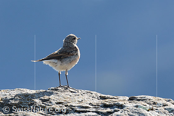 Steinschmätzer (Oenanthe oenanthe)