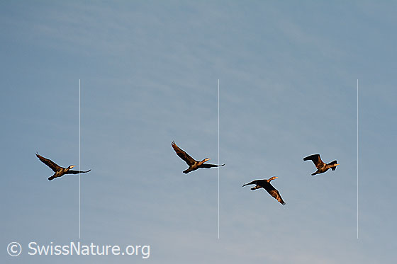 Foto: Fliegende Kormorane.
Lat.: Phalacrocorax carbo
Familie: Kormorane