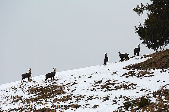 Photo: Chamois (Rupicapra rupicapra) foraging among the snow.