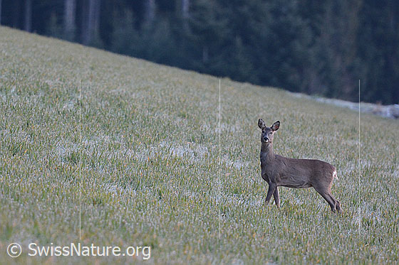 Foto: Reh auf Feld.
Lat.: Capreolus capreolus 
Familie: Cervidae