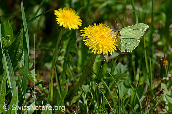 Foto: Zitronenfalter (Gonepteryx rhamni) an Löwenzahnblüte (Taraxacum officinale).