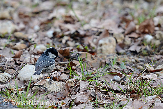 Foto: Tannenmeise späht nach Insekten.
Lat.: Parus ater
Familie: Singvögel